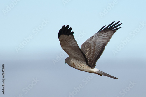 Extremely close view of a male hen harrier, seen in the wild in North California