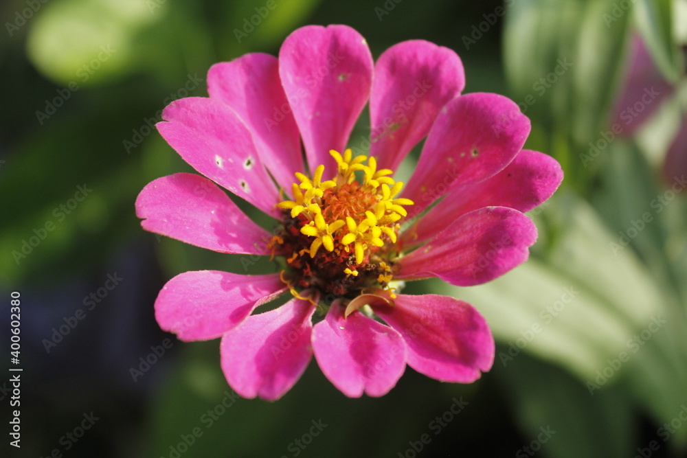 bee on a flower