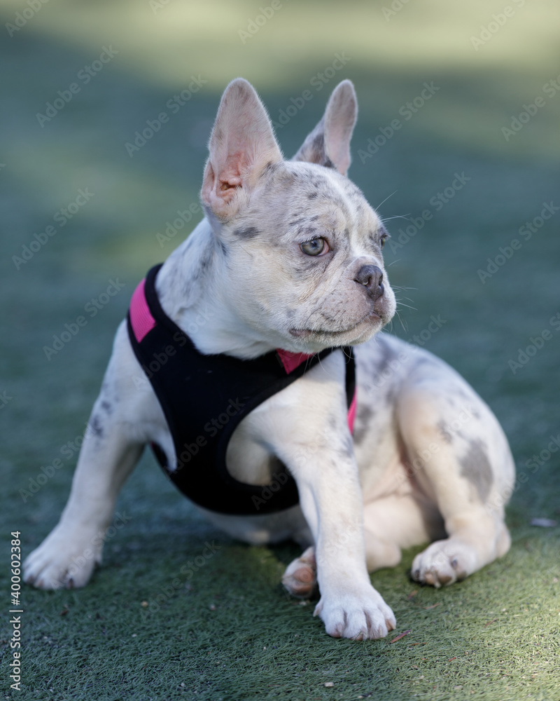 Blue Merle French Bulldog Female Puppy Sitting and Looking Away.