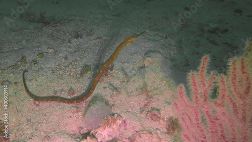 A Double-ended Pipefish (Trachyrhamphus bicoarctatus) in Malapascua, Philippines photo