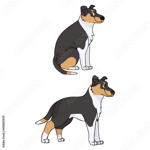 Cute cartoon Smooth Collie dog vector clipart. Pedigree kennel doggie breed for kennel club. Purebred domestic puppy training for pet parlor illustration mascot. Isolated canine breed. 