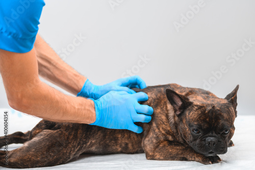 French bulldog tiger suit, at the reception at the veterinarian lies on a disposable diaper on his stomach. A doctor in disposable gloves gives him a back massage.