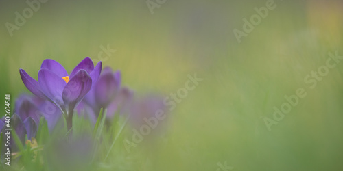 purple crocus flower
