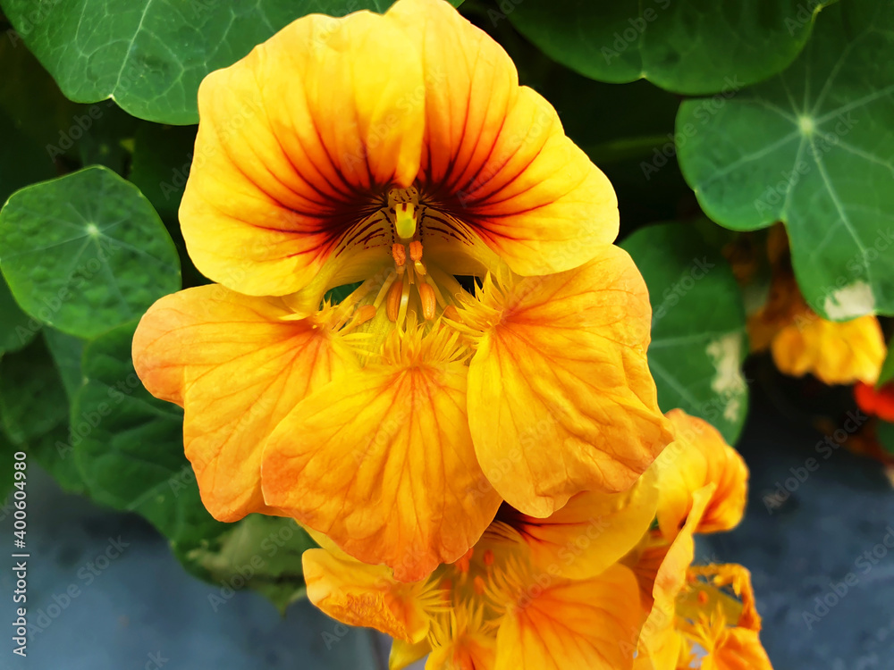 Yellow nasturtium or tropaeolum majus flowers bloom on a flower bed. Yellow nasturtium or tropaeolum majus flowers bloom on a flower bed.