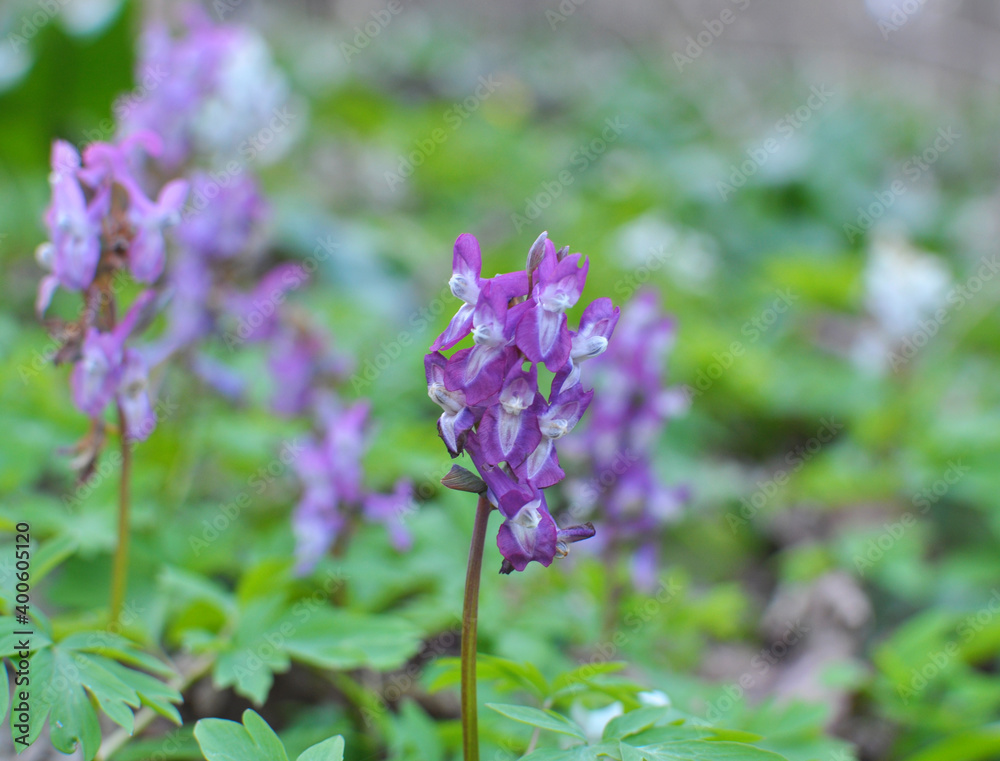 In spring, corydalis blooms in the forest In spring, corydalis blooms in the forest