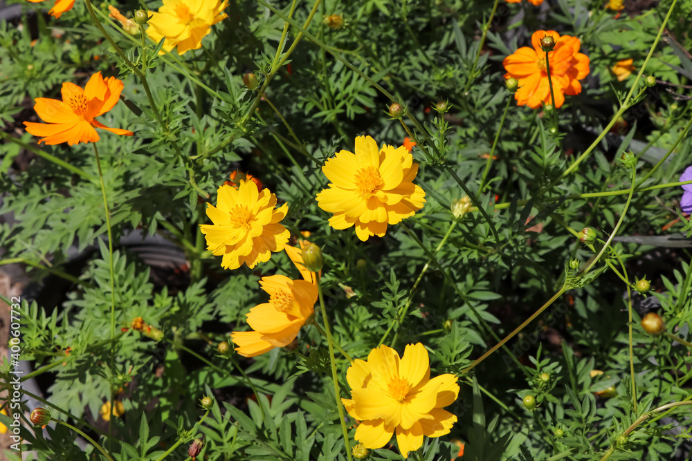 Cosmos sulphureus Cav flower are blooming Cosmos sulphureus Cav flower are blooming