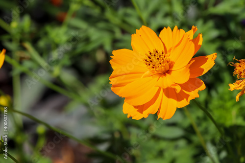 Cosmos sulphureus Cav flower are blooming