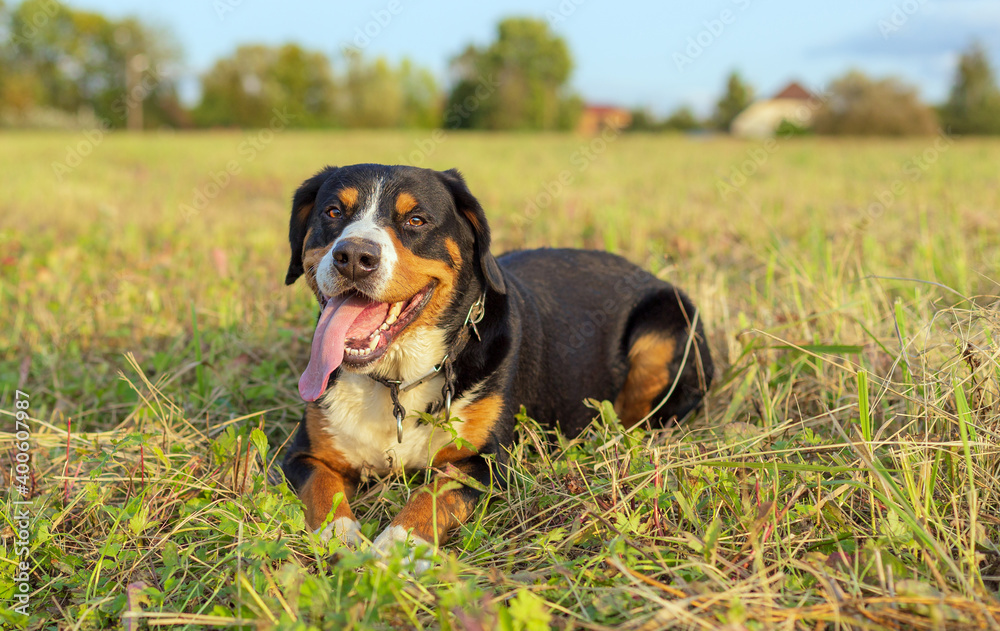 The Entlebucher Mountain Dog, male, three years old, lies in a field against the backdrop of a distant village. The Entlebucher Mountain Dog, male, three years old, lies in a field against the backdrop of a distant village.
