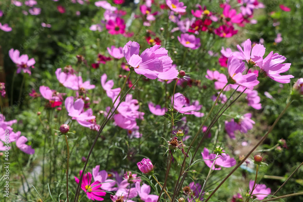 Cosmos sulphureus Cav flower are blooming Cosmos sulphureus Cav flower are blooming