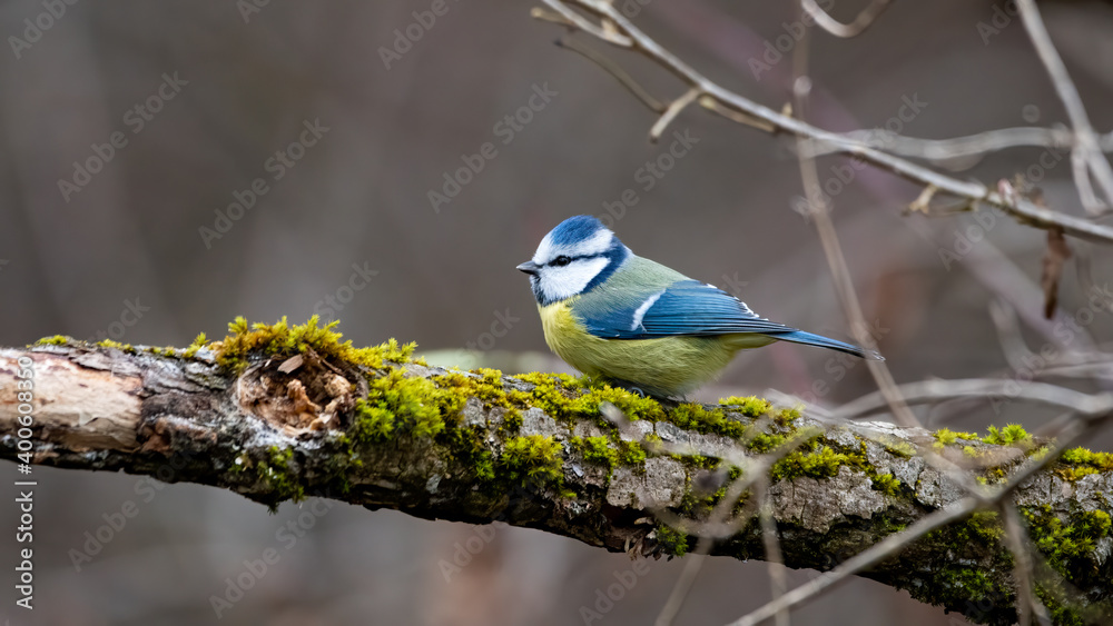 bird, tier, wild lebende tiere, natur, blau, ast, wild, baum, Blaumeise bird, tier, wild lebende tiere, natur, blau, ast, wild, baum, Blaumeise