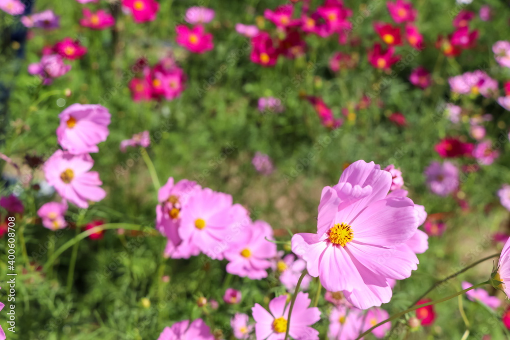 Cosmos sulphureus Cav flower are blooming