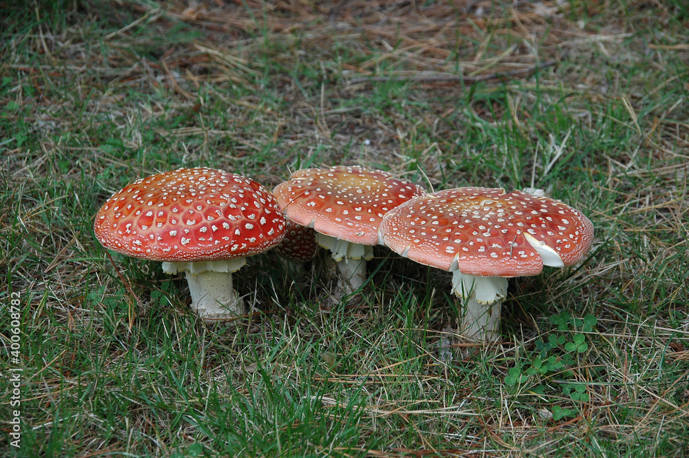 Three fly strain mushrooms red with white dots in the grass Three fly strain mushrooms red with white dots in the grass