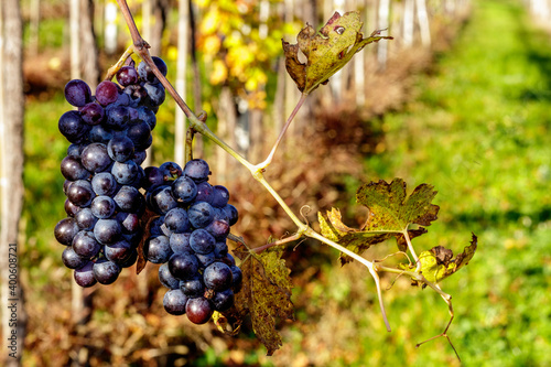 Bunch of grapes of Valpolicella wine, the hilly area that precedes the beginning of the Veronese Prealps. The particular climate gives the wine a unique and characteristic inimitable taste.