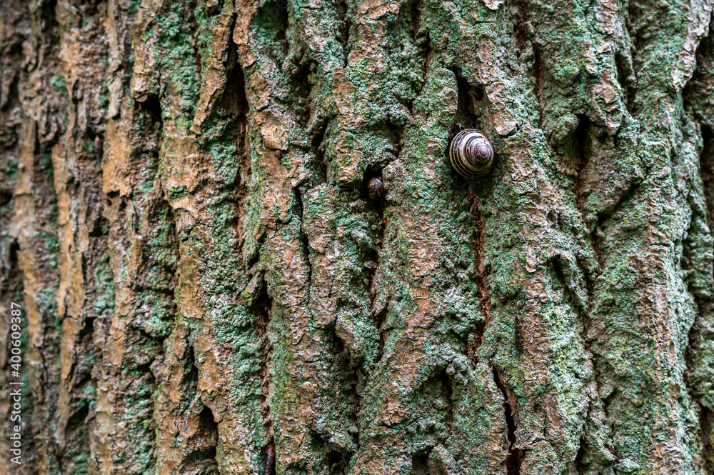 Beautiful texture of cork oak bark.