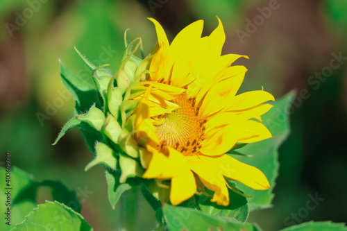Sunflower flower are blooming in the morning