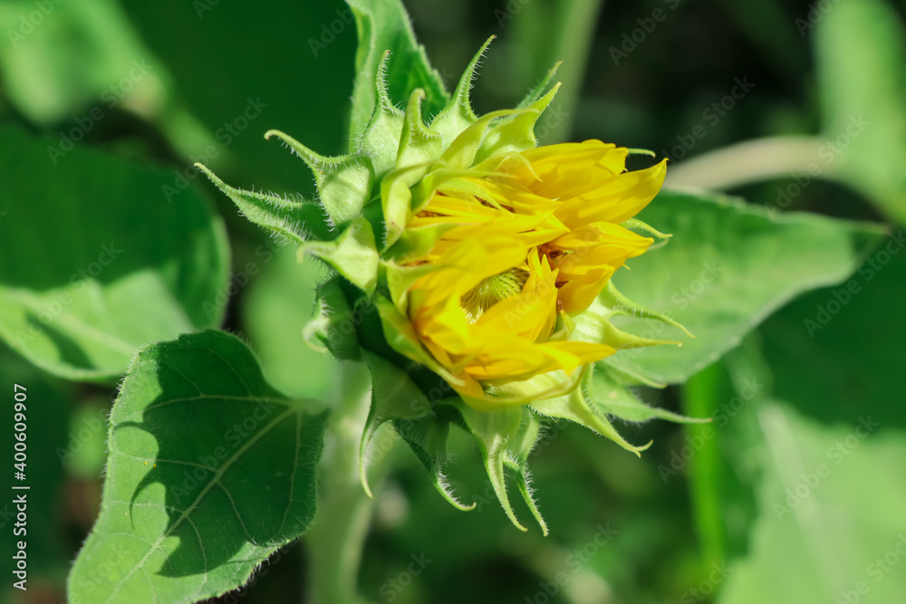 Sunflower flower are blooming in the morning Sunflower flower are blooming in the morning