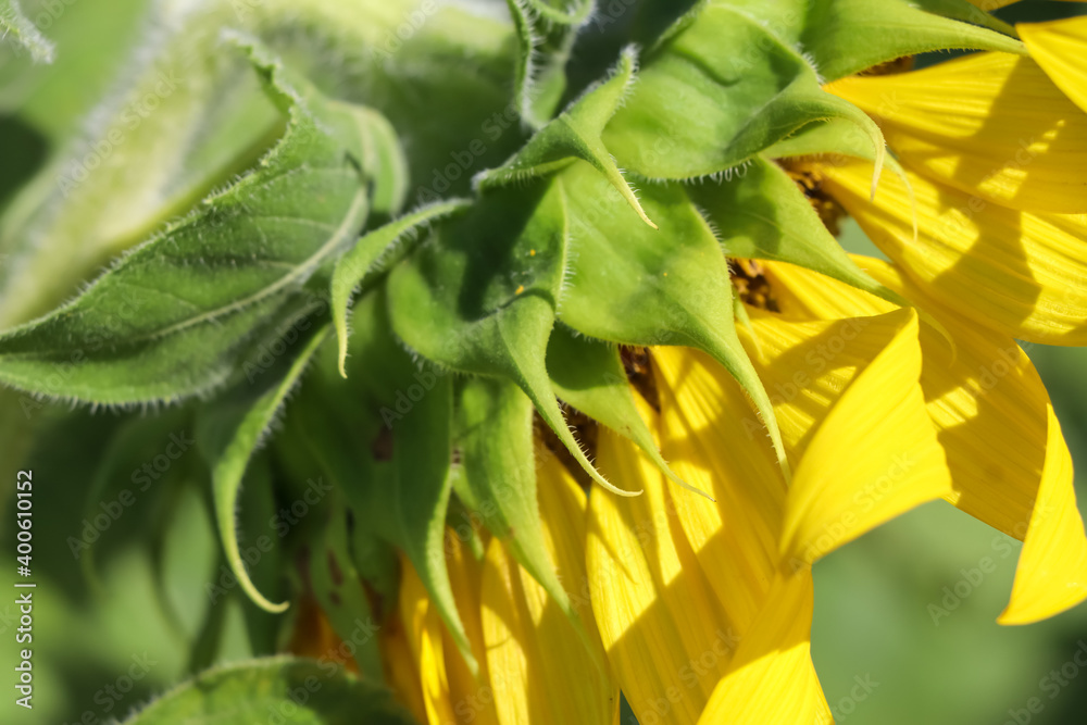 Fototapeta premium Sunflower flower are blooming in the morning