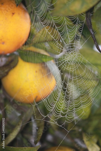 teia de aranha