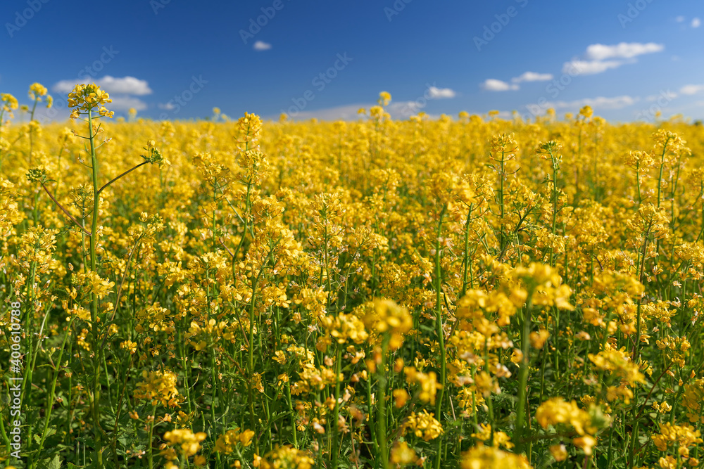 Field with yellow rapeseed flowers close-up. In the background, a blurred blue sky with clouds. Field with yellow rapeseed flowers close-up. In the background, a blurred blue sky with clouds.