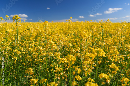 Field with yellow rapeseed flowers close-up. In the background, a blurred blue sky with clouds.