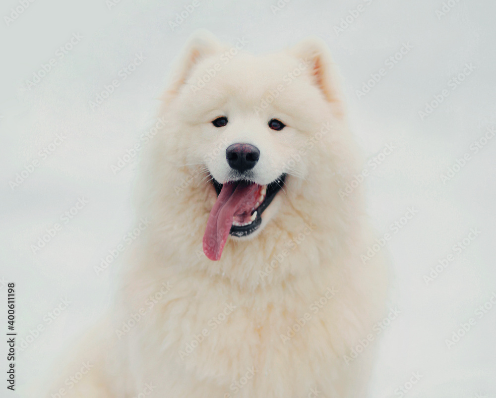 Winter portrait of cute white Samoyed dog sitting on a snow in the park