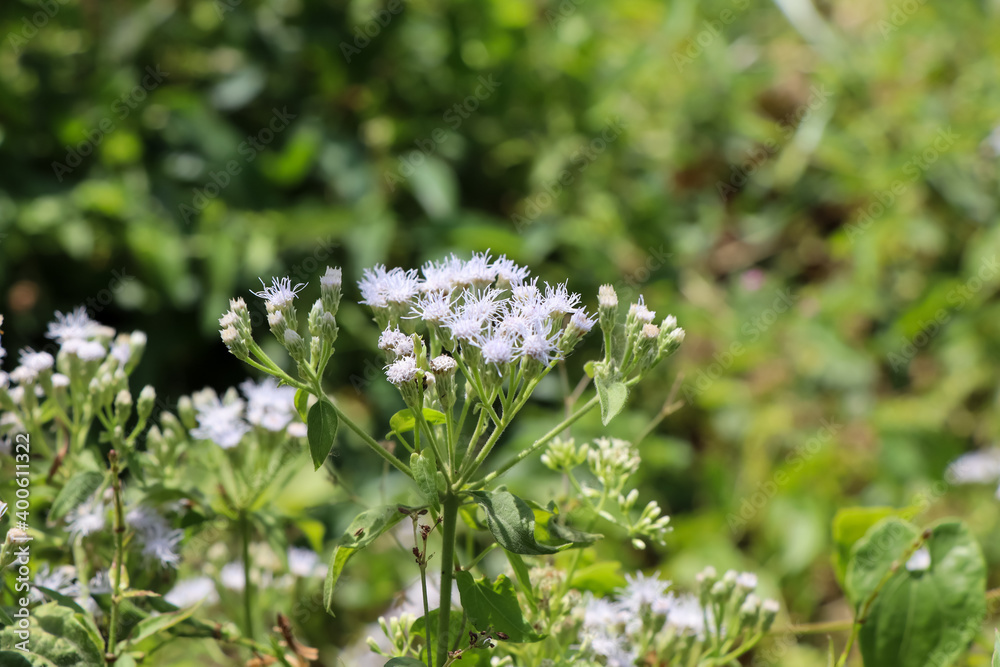 Chromolaena odorata flower are blooming Chromolaena odorata flower are blooming