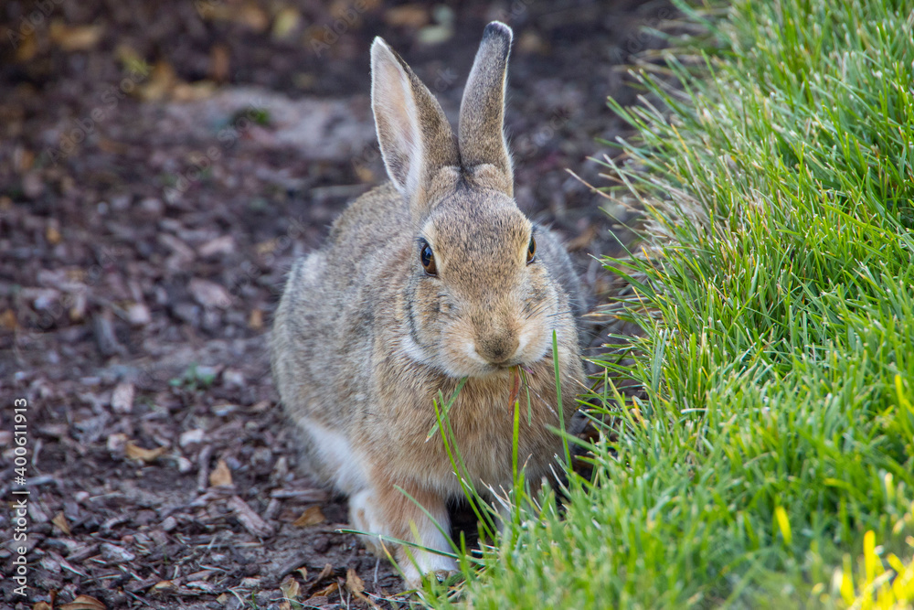Fototapeta premium Rabbit Near the Grass