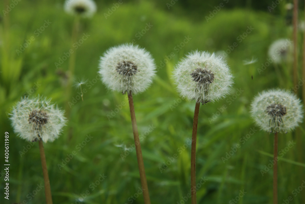 Beautiful white dandelion flowers close-up