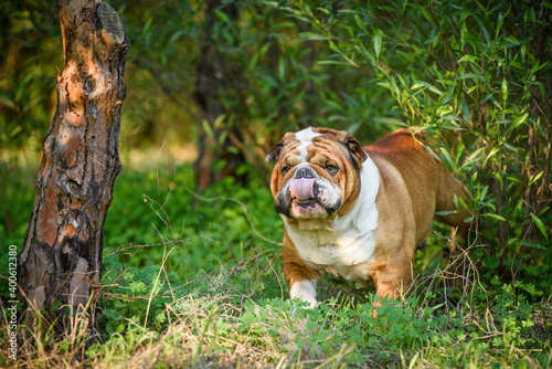 Portrait of beautiful English Bulldog