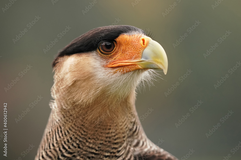 Obraz premium Geierfalke, auch Karakara, Schopfkarakara: Nahaufnahme vom Kopf mit grünem Hintergrund, caracara plancus