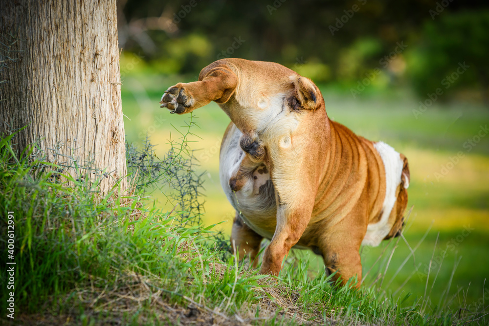 Portrait of beautiful English Bulldog Portrait of beautiful English Bulldog