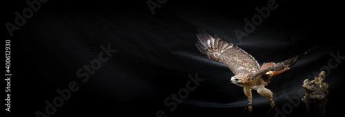 Ferruginous hawk bird flying in air