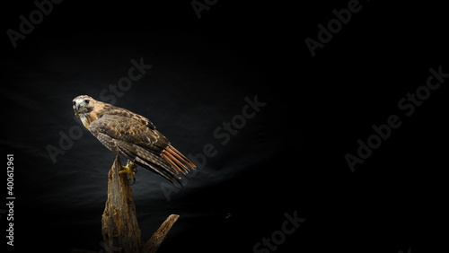 Ferruginous hawk bird perched on tree branch