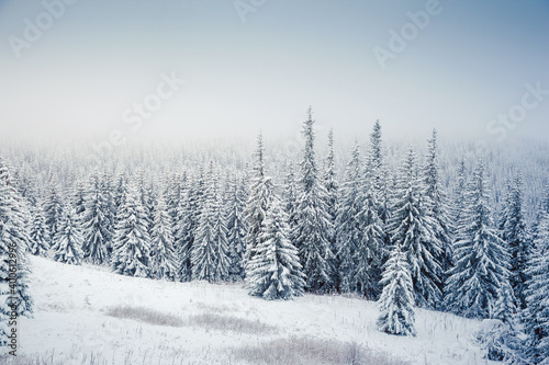 Spectacular winter landscape with snowy spruces on a frosty day.