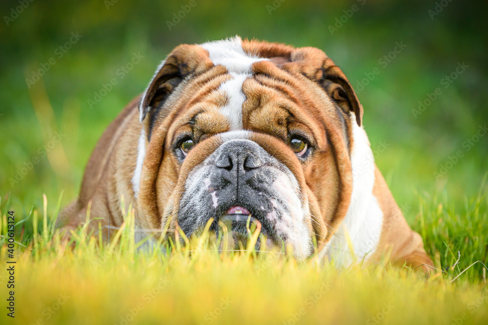 Portrait of beautiful English Bulldog