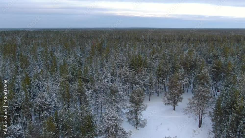 Flight over a pine forest in the winter Siberian taiga in Russia Flight over a pine forest in the winter Siberian taiga in Russia