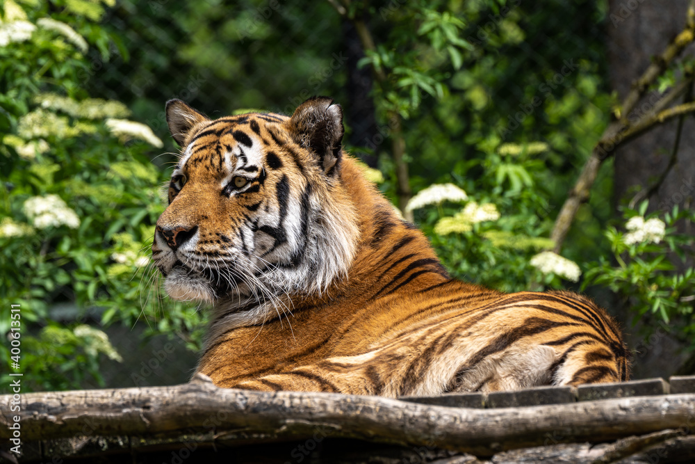 Fototapeta premium The Siberian tiger,Panthera tigris altaica in a park