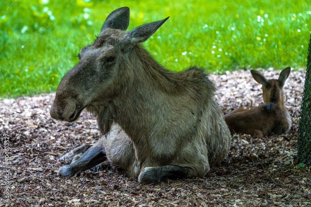 Fototapeta premium European Moose, Alces alces, also known as the elk