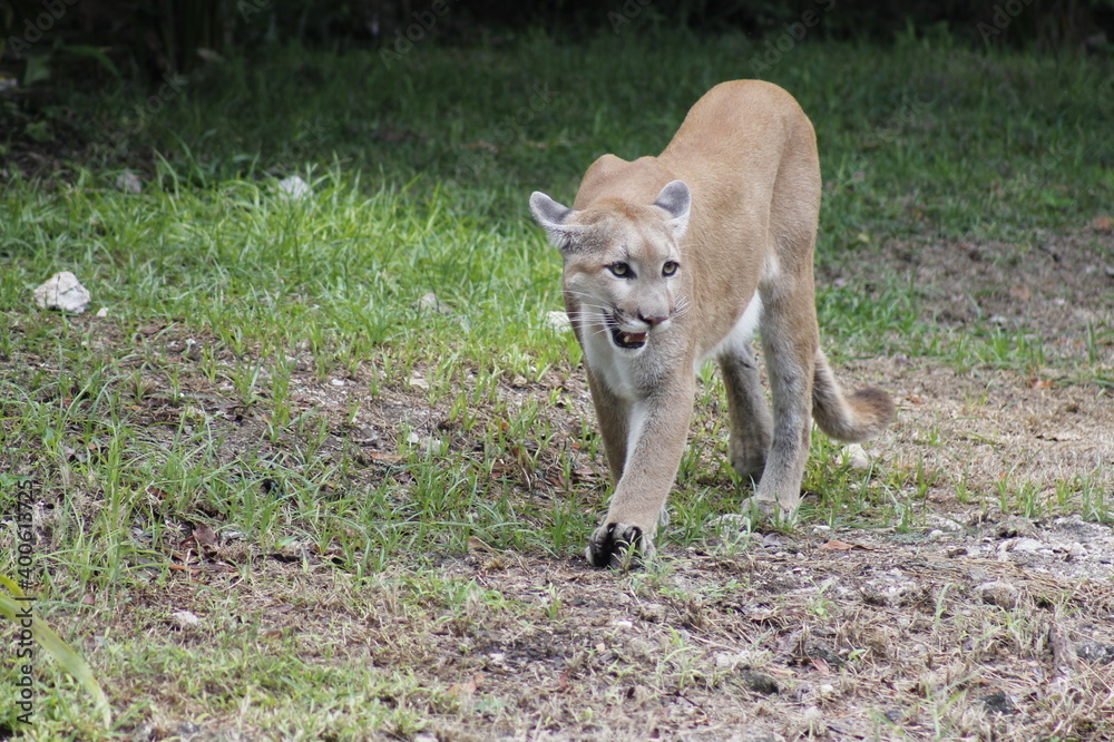 cougar walking among the vegetation waiting for its prey