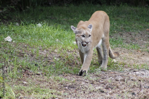Obraz na płótnie cougar walking among the vegetation waiting for its prey w salonie