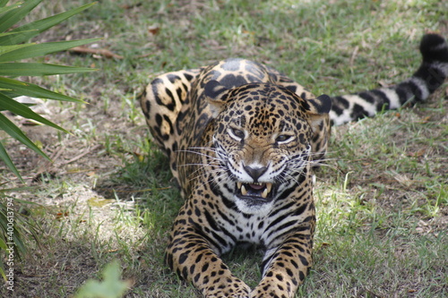 Leopard showing its fangs before giving a loud roar © LuisErnesto