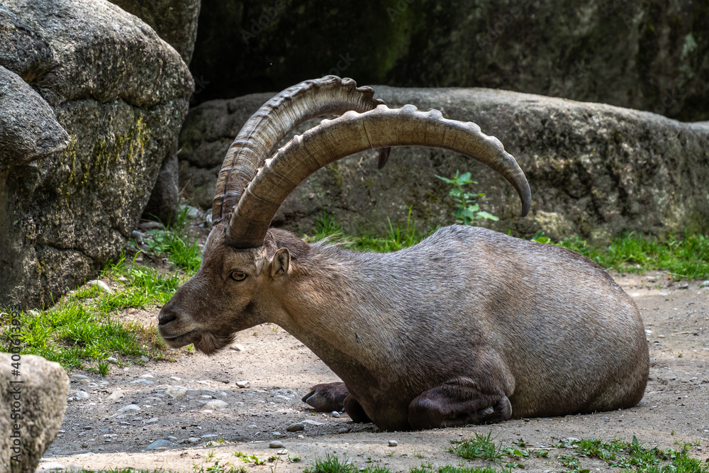 Male mountain ibex or capra ibex on a rock