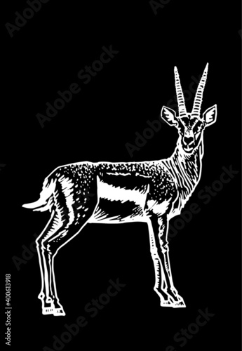 Vector illustration of antelope on black background