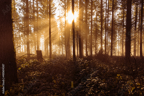 Sonnenstrahlen im Wald