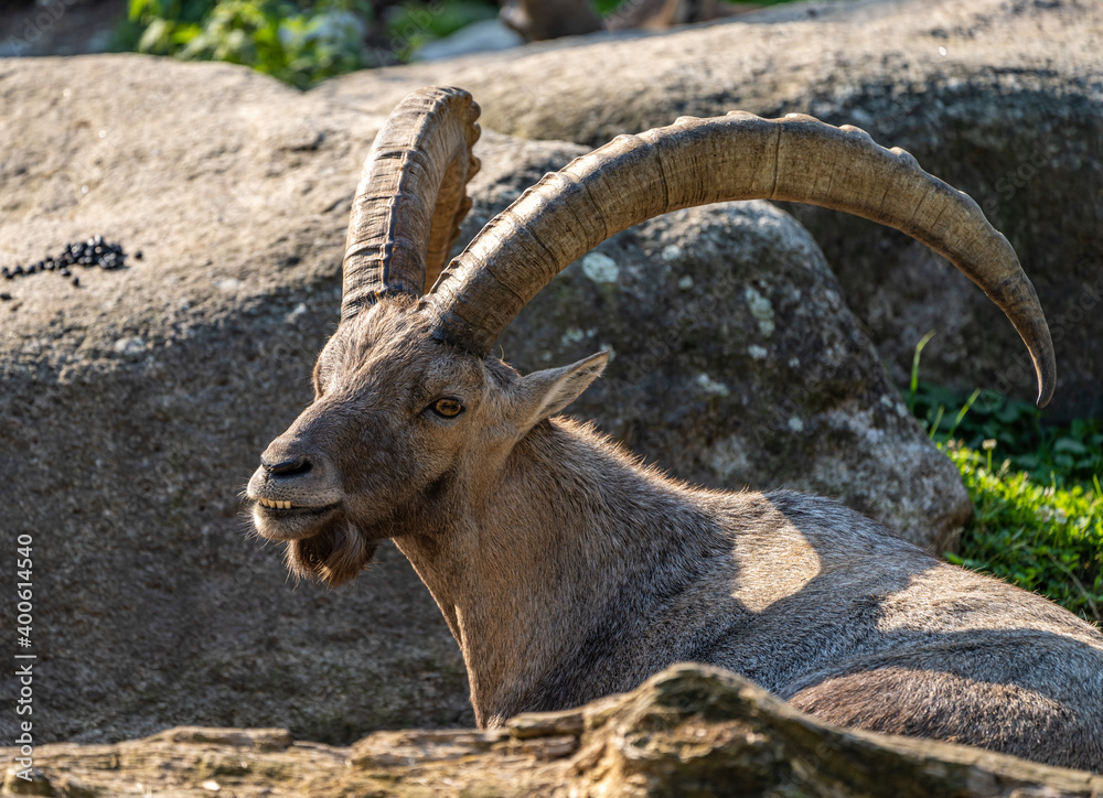 Male mountain ibex or capra ibex on a rock Male mountain ibex or capra ibex on a rock