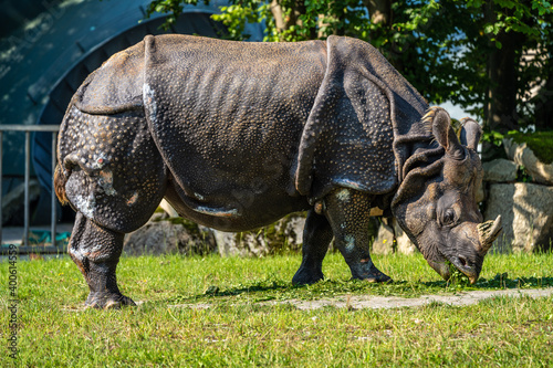 The Indian Rhinoceros  Rhinoceros unicornis aka Greater One-horned Rhinoceros