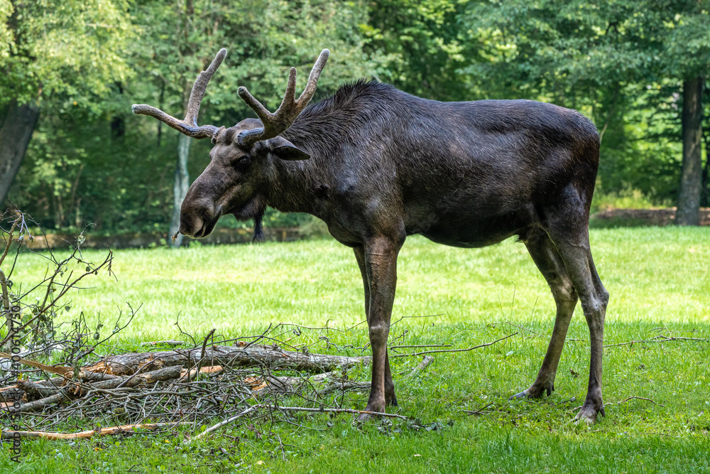 European Moose, Alces alces, also known as the elk European Moose, Alces alces, also known as the elk