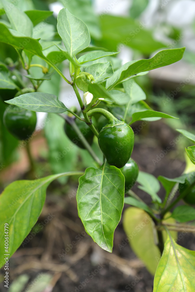Plant of spicy pepper with immature fruits Plant of spicy pepper with immature fruits