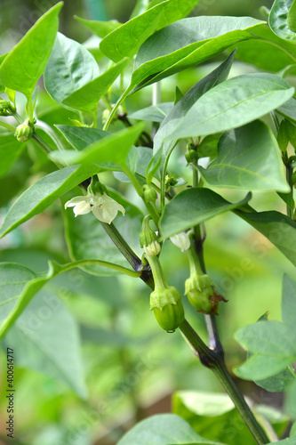 Flowering sweet pepper (Capsicum annuum L.)
