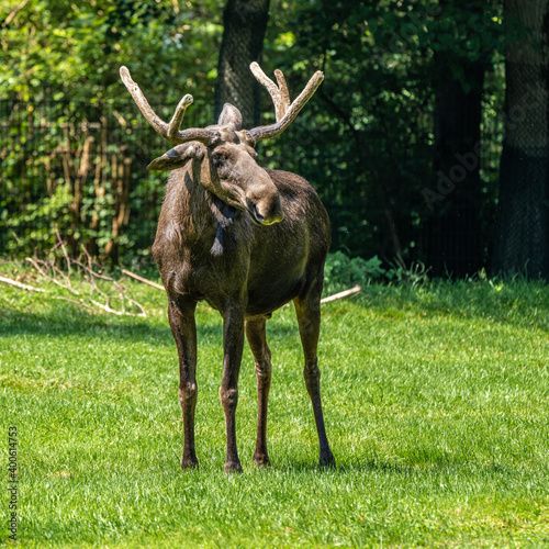 European Moose  Alces alces  also known as the elk